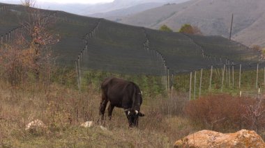 Kırsal Tarım Ortamı Evcil İnekleri, Çoklu Sığır Bekleme ve Besleme Açısı Kapalı ve Kapalı Alan, Tarım, Çiftlik Hayvanları Veritabanı, Veteriner.