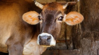 Kırsal Tarım Ortamı Evcil İnekleri, Çoklu Sığır Bekleme ve Besleme Açısı Kapalı ve Kapalı Alan, Tarım, Çiftlik Hayvanları Veritabanı, Veteriner.