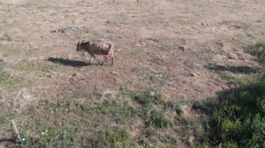Kırsal Tarım Ortamı Evcil İnekleri, Çoklu Sığır Bekleme ve Besleme Açısı Kapalı ve Kapalı Alan, Tarım, Çiftlik Hayvanları Veritabanı, Veteriner.