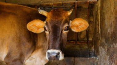 Kırsal Tarım Ortamı, Çoklu Sığır Bekleme ve Besleme Açısı, Tarım, Çiftçilik, Veterinerlik, Makine Öğrenme ve Bilgisayar Görme Eğitimi İçin Hayvancılık Verileri