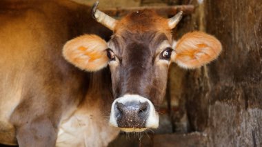 Kırsal Tarım Ortamı, Çoklu Sığır Bekleme ve Besleme Açısı, Tarım, Çiftçilik, Veterinerlik, Makine Öğrenme ve Bilgisayar Görme Eğitimi İçin Hayvancılık Verileri