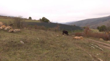 Kırsal Tarım Ortamı, Çoklu Sığır Bekleme ve Besleme Açısı, Tarım, Çiftçilik, Veterinerlik, Makine Öğrenme ve Bilgisayar Görme Eğitimi İçin Hayvancılık Verileri