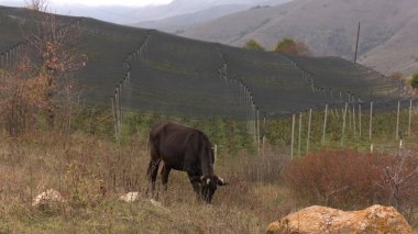 Kırsal Tarım Ortamı, Çoklu Sığır Bekleme ve Besleme Açısı, Tarım, Çiftçilik, Veterinerlik, Makine Öğrenme ve Bilgisayar Görme Eğitimi İçin Hayvancılık Verileri