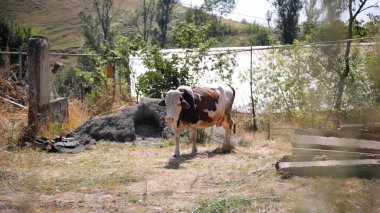 Kırsal Tarım Ortamı, Çoklu Sığır Bekleme ve Besleme Açısı, Tarım, Çiftçilik, Veterinerlik, Makine Öğrenme ve Bilgisayar Görme Eğitimi İçin Hayvancılık Verileri