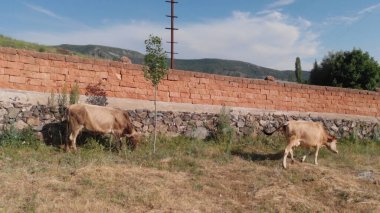 Kırsal Tarım Ortamı, Çoklu Sığır Bekleme ve Besleme Açısı, Tarım, Çiftçilik, Veterinerlik, Makine Öğrenme ve Bilgisayar Görme Eğitimi İçin Hayvancılık Verileri