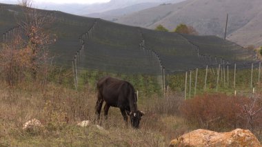 Kırsal Tarım Ortamı, Çoklu Sığır Bekleme ve Besleme Açısı, Tarım, Çiftçilik, Veterinerlik, Makine Öğrenme ve Bilgisayar Görme Eğitimi İçin Hayvancılık Verileri