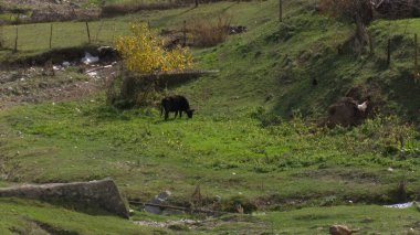 Kırsal Tarım Ortamı, Çoklu Sığır Bekleme ve Besleme Açısı, Tarım, Çiftçilik, Veterinerlik, Makine Öğrenme ve Bilgisayar Görme Eğitimi İçin Hayvancılık Verileri