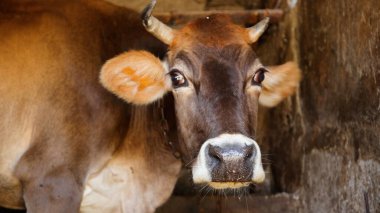 Kırsal Tarım Ortamı, Çoklu Sığır Bekleme ve Besleme Açısı, Tarım, Çiftçilik, Veterinerlik, Makine Öğrenme ve Bilgisayar Görme Eğitimi İçin Hayvancılık Verileri