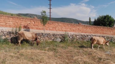 Kırsal Tarım Ortamı, Çoklu Sığır Bekleme ve Besleme Açısı, Tarım, Çiftçilik, Veterinerlik, Makine Öğrenme ve Bilgisayar Görme Eğitimi İçin Hayvancılık Verileri