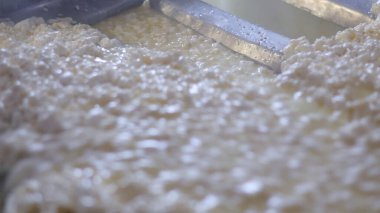 Çağdaş Fabrika, Süt İşleme ve Peynir Üretimi, Yiyecek Üretim Hattı, Endüstriyel Tarım ve Süt Ürünleri Konsepti ile Peynir Üretimi