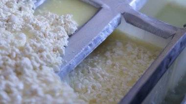 Çağdaş Fabrika, Süt İşleme ve Peynir Üretimi, Yiyecek Üretim Hattı, Endüstriyel Tarım ve Süt Ürünleri Konsepti ile Peynir Üretimi