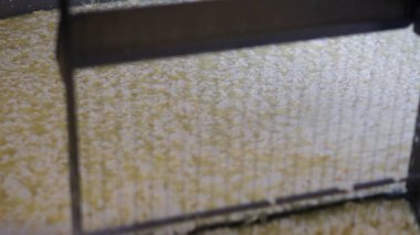 Çağdaş Fabrika, Süt İşleme ve Peynir Üretimi, Yiyecek Üretim Hattı, Endüstriyel Tarım ve Süt Ürünleri Konsepti ile Peynir Üretimi