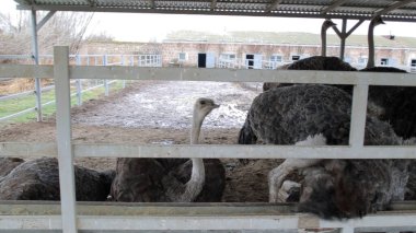 Devekuşu Çiftliği Kırsal Çevrede Yetişkin Kuşlar, Büyük Uçamayan Hayvanlar Tarım Çiftliğinde Ayakta Duruyor ve Yürüyor, Hayvancılık, Çiftçilik ve Egzotik Hayvancılık Konsepti