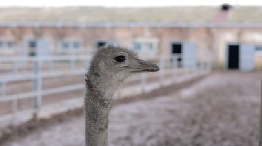 Devekuşu Çiftliği Kırsal Çevrede Yetişkin Kuşlar, Büyük Uçamayan Hayvanlar Tarım Çiftliğinde Ayakta Duruyor ve Yürüyor, Hayvancılık, Çiftçilik ve Egzotik Hayvancılık Konsepti
