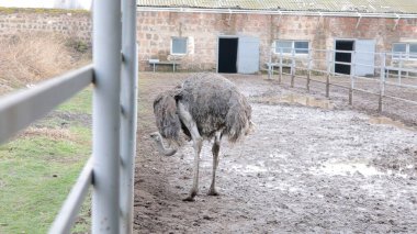 Devekuşu Çiftliği Kırsal Çevrede Yetişkin Kuşlar, Büyük Uçamayan Hayvanlar Tarım Çiftliğinde Ayakta Duruyor ve Yürüyor, Hayvancılık, Çiftçilik ve Egzotik Hayvancılık Konsepti