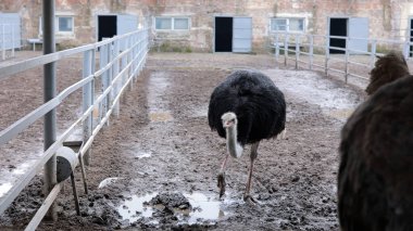 Devekuşu Çiftliği Kırsal Çevrede Yetişkin Kuşlar, Büyük Uçamayan Hayvanlar Tarım Çiftliğinde Ayakta Duruyor ve Yürüyor, Hayvancılık, Çiftçilik ve Egzotik Hayvancılık Konsepti
