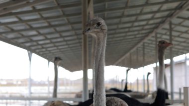 Devekuşu Çiftliği Kırsal Çevrede Yetişkin Kuşlar, Büyük Uçamayan Hayvanlar Tarım Çiftliğinde Ayakta Duruyor ve Yürüyor, Hayvancılık, Çiftçilik ve Egzotik Hayvancılık Konsepti