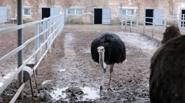 Devekuşu Çiftliği Kırsal Çevrede Yetişkin Kuşlar, Büyük Uçamayan Hayvanlar Tarım Çiftliğinde Ayakta Duruyor ve Yürüyor, Hayvancılık, Çiftçilik ve Egzotik Hayvancılık Konsepti