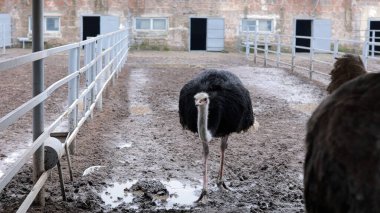Devekuşu Çiftliği Kırsal Çevrede Yetişkin Kuşlar, Büyük Uçamayan Hayvanlar Tarım Çiftliğinde Ayakta Duruyor ve Yürüyor, Hayvancılık, Çiftçilik ve Egzotik Hayvancılık Konsepti
