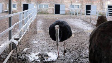 Devekuşu Çiftliği Kırsal Çevrede Yetişkin Kuşlar, Büyük Uçamayan Hayvanlar Tarım Çiftliğinde Ayakta Duruyor ve Yürüyor, Hayvancılık, Çiftçilik ve Egzotik Hayvancılık Konsepti