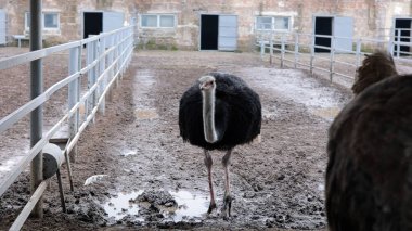 Devekuşu Çiftliği Kırsal Çevrede Yetişkin Kuşlar, Büyük Uçamayan Hayvanlar Tarım Çiftliğinde Ayakta Duruyor ve Yürüyor, Hayvancılık, Çiftçilik ve Egzotik Hayvancılık Konsepti