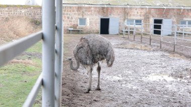 Devekuşu Çiftliği Kırsal Çevrede Yetişkin Kuşlar, Büyük Uçamayan Hayvanlar Tarım Çiftliğinde Ayakta Duruyor ve Yürüyor, Hayvancılık, Çiftçilik ve Egzotik Hayvancılık Konsepti