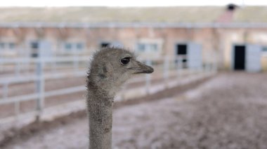 Devekuşu Çiftliği Kırsal Çevrede Yetişkin Kuşlar, Büyük Uçamayan Hayvanlar Tarım Çiftliğinde Ayakta Duruyor ve Yürüyor, Hayvancılık, Çiftçilik ve Egzotik Hayvancılık Konsepti