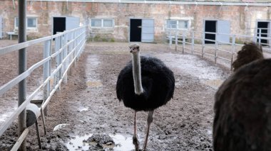 Devekuşu Çiftliği Kırsal Çevrede Yetişkin Kuşlar, Büyük Uçamayan Hayvanlar Tarım Çiftliğinde Ayakta Duruyor ve Yürüyor, Hayvancılık, Çiftçilik ve Egzotik Hayvancılık Konsepti