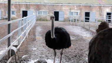Devekuşu Çiftliği Kırsal Çevrede Yetişkin Kuşlar, Büyük Uçamayan Hayvanlar Tarım Çiftliğinde Ayakta Duruyor ve Yürüyor, Hayvancılık, Çiftçilik ve Egzotik Hayvancılık Konsepti