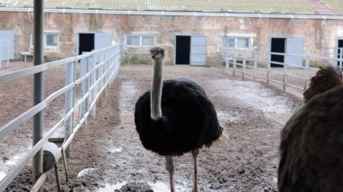 Devekuşu Çiftliği Kırsal Çevrede Yetişkin Kuşlar, Büyük Uçamayan Hayvanlar Tarım Çiftliğinde Ayakta Duruyor ve Yürüyor, Hayvancılık, Çiftçilik ve Egzotik Hayvancılık Konsepti