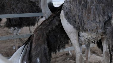 Devekuşu Çiftliği Kırsal Çevrede Yetişkin Kuşlar, Büyük Uçamayan Hayvanlar Tarım Çiftliğinde Ayakta Duruyor ve Yürüyor, Hayvancılık, Çiftçilik ve Egzotik Hayvancılık Konsepti