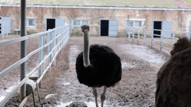 Devekuşu Çiftliği Kırsal Çevrede Yetişkin Kuşlar, Büyük Uçamayan Hayvanlar Tarım Çiftliğinde Ayakta Duruyor ve Yürüyor, Hayvancılık, Çiftçilik ve Egzotik Hayvancılık Konsepti