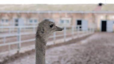 Devekuşu Çiftliği Kırsal Çevrede Yetişkin Kuşlar, Büyük Uçamayan Hayvanlar Tarım Çiftliğinde Ayakta Duruyor ve Yürüyor, Hayvancılık, Çiftçilik ve Egzotik Hayvancılık Konsepti