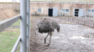 Devekuşu Çiftliği Kırsal Çevrede Yetişkin Kuşlar, Büyük Uçamayan Hayvanlar Tarım Çiftliğinde Ayakta Duruyor ve Yürüyor, Hayvancılık, Çiftçilik ve Egzotik Hayvancılık Konsepti