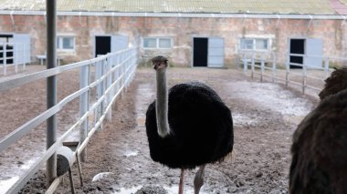 Devekuşu Çiftliği Kırsal Çevrede Yetişkin Kuşlar, Büyük Uçamayan Hayvanlar Tarım Çiftliğinde Ayakta Duruyor ve Yürüyor, Hayvancılık, Çiftçilik ve Egzotik Hayvancılık Konsepti