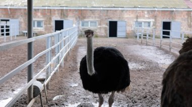 Devekuşu Çiftliği Kırsal Çevrede Yetişkin Kuşlar, Büyük Uçamayan Hayvanlar Tarım Çiftliğinde Ayakta Duruyor ve Yürüyor, Hayvancılık, Çiftçilik ve Egzotik Hayvancılık Konsepti