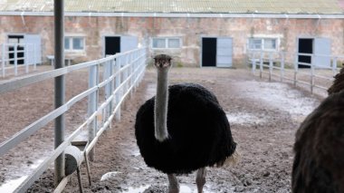 Devekuşu Çiftliği Kırsal Çevrede Yetişkin Kuşlar, Büyük Uçamayan Hayvanlar Tarım Çiftliğinde Ayakta Duruyor ve Yürüyor, Hayvancılık, Çiftçilik ve Egzotik Hayvancılık Konsepti