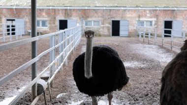 Devekuşu Çiftliği Kırsal Çevrede Yetişkin Kuşlar, Büyük Uçamayan Hayvanlar Tarım Çiftliğinde Ayakta Duruyor ve Yürüyor, Hayvancılık, Çiftçilik ve Egzotik Hayvancılık Konsepti