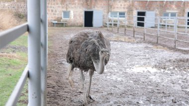 Devekuşu Çiftliği Kırsal Çevrede Yetişkin Kuşlar, Büyük Uçamayan Hayvanlar Tarım Çiftliğinde Ayakta Duruyor ve Yürüyor, Hayvancılık, Çiftçilik ve Egzotik Hayvancılık Konsepti