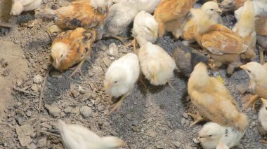 Tavuk çiftliği. Kırsal Kümes Hayvanları, Tavuklar ve Horozlar Tarım, Tarım, Veterinerlik ve Gıda Üretimi İçin Çiftlikte Yumurtalarla Yürüyor ve Besleniyor