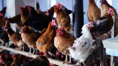 Tavuk çiftliği. Kırsal Kümes Hayvanları, Tavuklar ve Horozlar Tarım, Tarım, Veterinerlik ve Gıda Üretimi İçin Çiftlikte Yumurtalarla Yürüyor ve Besleniyor