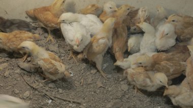 Tavuk çiftliği. Kırsal Kümes Hayvanları, Tavuklar ve Horozlar Tarım, Tarım, Veterinerlik ve Gıda Üretimi İçin Çiftlikte Yumurtalarla Yürüyor ve Besleniyor