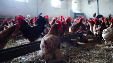 Tavuk çiftliği. Kırsal Kümes Hayvanları, Tavuklar ve Horozlar Tarım, Tarım, Veterinerlik ve Gıda Üretimi İçin Çiftlikte Yumurtalarla Yürüyor ve Besleniyor