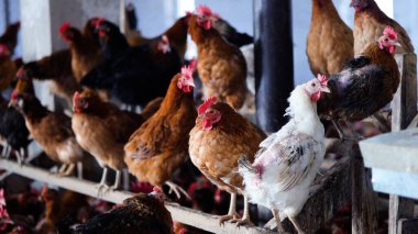 Tavuk çiftliği. Kırsal Kümes Hayvanları, Tavuklar ve Horozlar Tarım, Tarım, Veterinerlik ve Gıda Üretimi İçin Çiftlikte Yumurtalarla Yürüyor ve Besleniyor