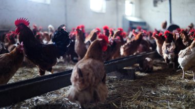 Tavuk çiftliği. Kırsal Kümes Hayvanları, Tavuklar ve Horozlar Tarım, Tarım, Veterinerlik ve Gıda Üretimi İçin Çiftlikte Yumurtalarla Yürüyor ve Besleniyor