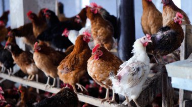 Tavuk çiftliği. Kırsal Kümes Hayvanları, Tavuklar ve Horozlar Tarım, Tarım, Veterinerlik ve Gıda Üretimi İçin Çiftlikte Yumurtalarla Yürüyor ve Besleniyor