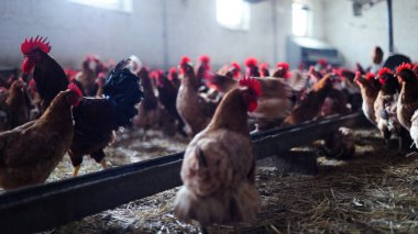 Tavuk çiftliği. Kırsal Kümes Hayvanları, Tavuklar ve Horozlar Tarım, Tarım, Veterinerlik ve Gıda Üretimi İçin Çiftlikte Yumurtalarla Yürüyor ve Besleniyor