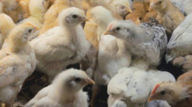 Tavuk çiftliği. Kırsal Kümes Hayvanları, Tavuklar ve Horozlar Tarım, Tarım, Veterinerlik ve Gıda Üretimi İçin Çiftlikte Yumurtalarla Yürüyor ve Besleniyor