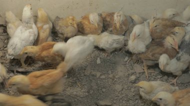 Tavuk çiftliği. Kırsal Kümes Hayvanları, Tavuklar ve Horozlar Tarım, Tarım, Veterinerlik ve Gıda Üretimi İçin Çiftlikte Yumurtalarla Yürüyor ve Besleniyor