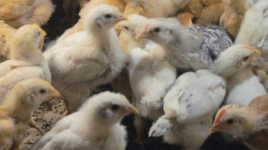 Tavuk çiftliği. Kırsal Kümes Hayvanları, Tavuklar ve Horozlar Tarım, Tarım, Veterinerlik ve Gıda Üretimi İçin Çiftlikte Yumurtalarla Yürüyor ve Besleniyor